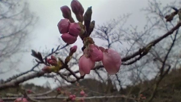 桜の写真