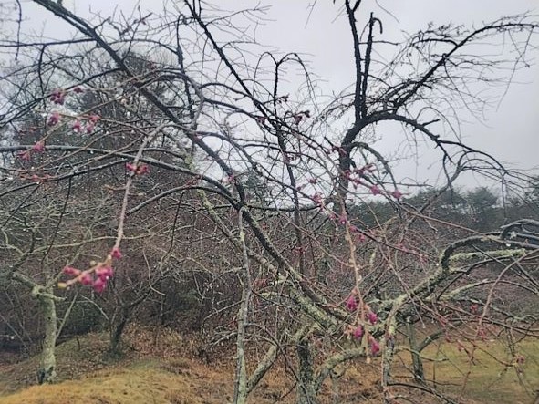 桜の写真