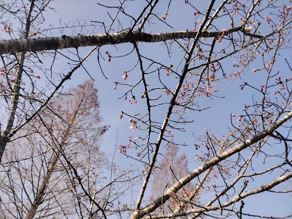 桜の写真
