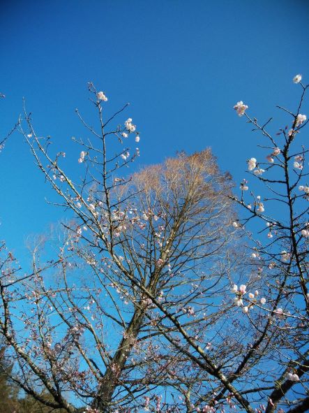 桜の写真