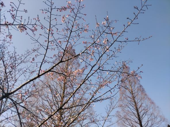 桜の写真