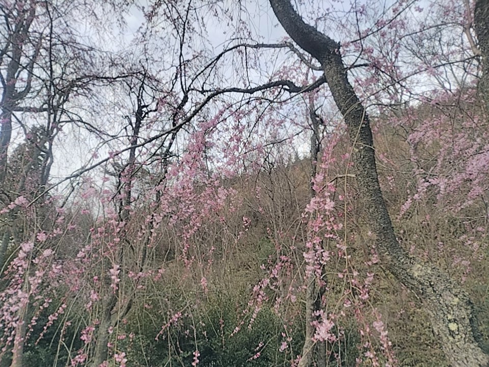 桜の写真