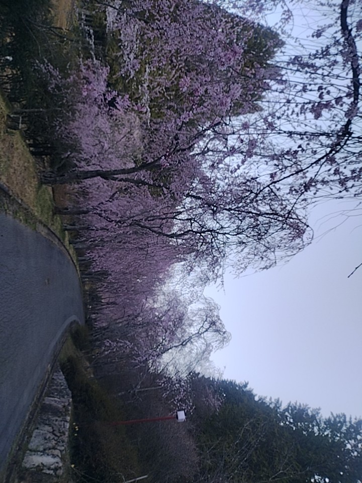 桜の写真
