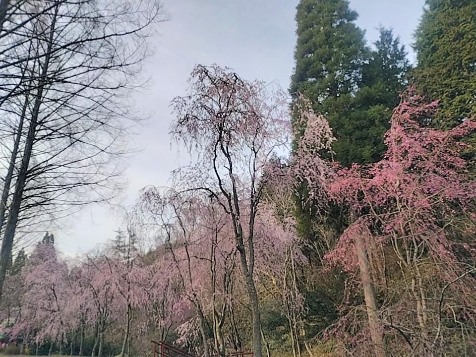 桜の写真