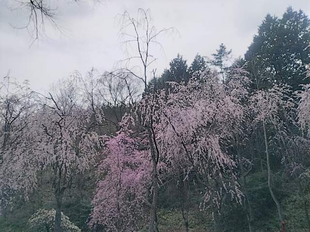 桜の写真