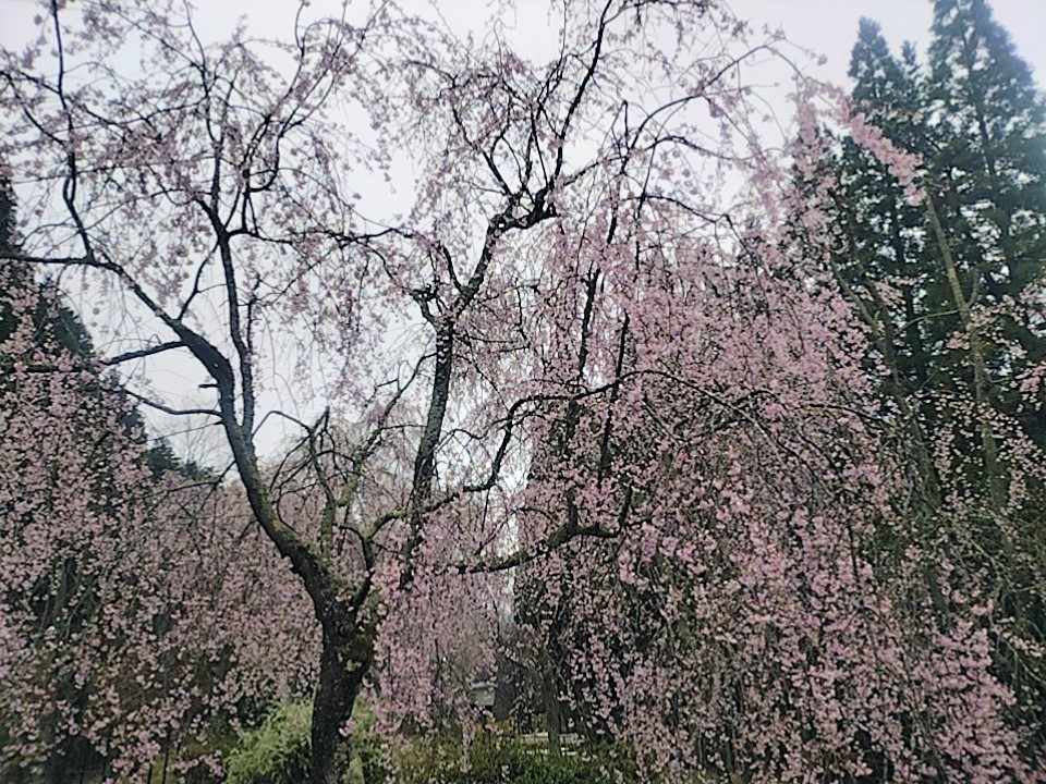 桜の写真