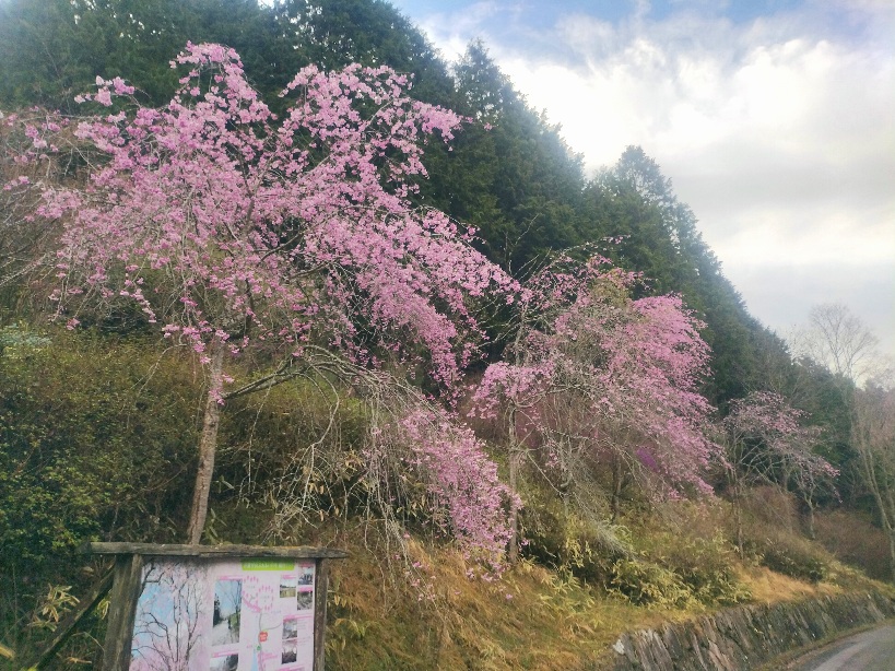 桜の写真