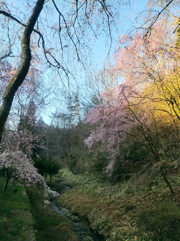 桜の写真