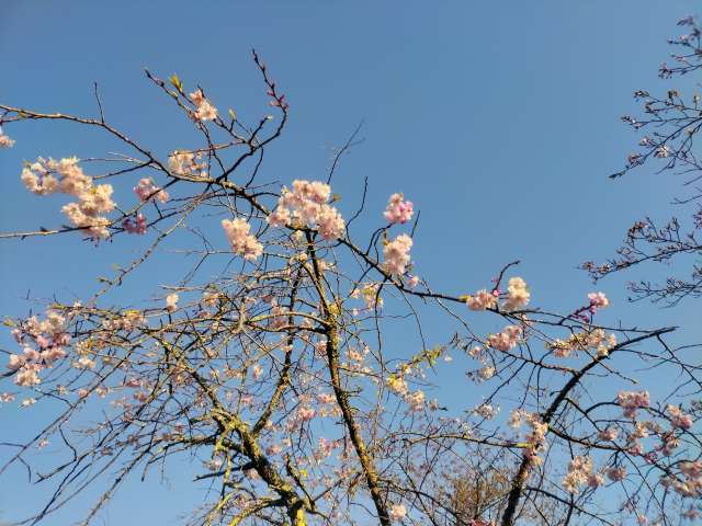 桜の写真