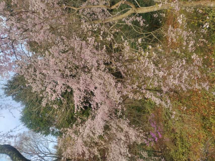 桜の写真