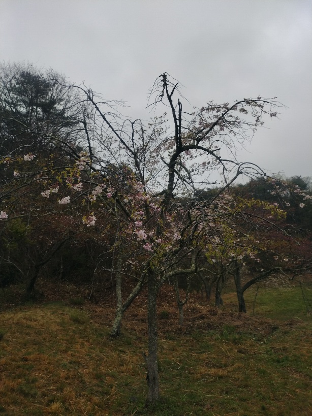 桜の写真
