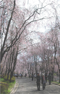 桜のトンネル