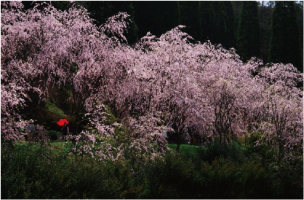 桜繚乱