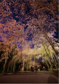 枝垂桜 降る夜