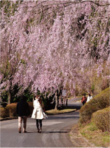 桜に誘われて