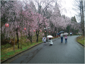 桜の下でハイポーズ