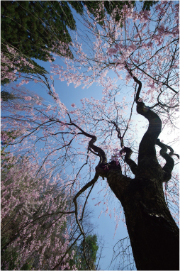 しだれ桜の力強さ優しさと