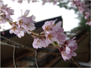 紅枝垂れ桜