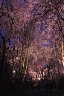 夜に舞う
