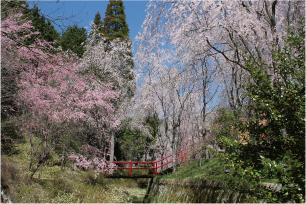 桜源郷