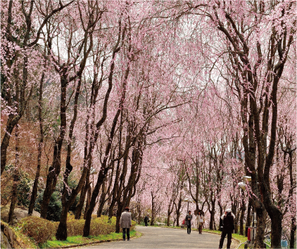 しだれ桜が咲く時に