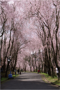 桜花天井