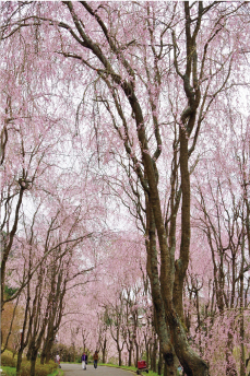 春色の空