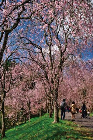 桜咲く頃