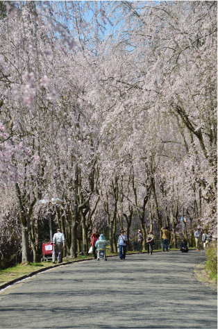 桜香に包まれて