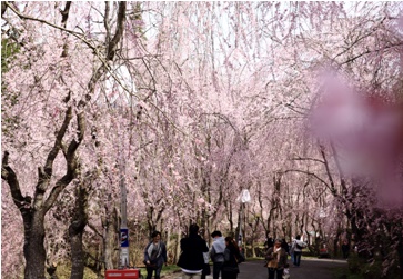 春の景色