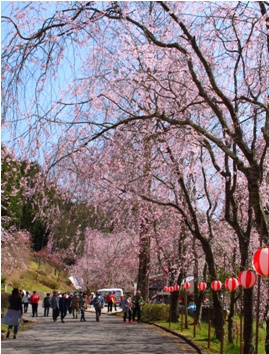 桜並木通り