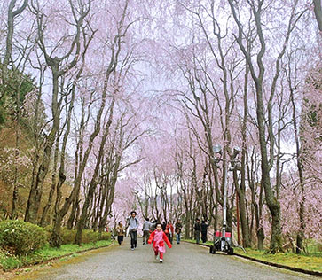 桜満開。私は走る。