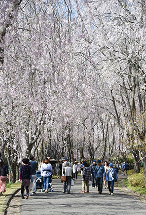 天空の花道