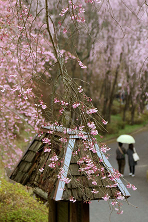 しだれ桜に包まれて