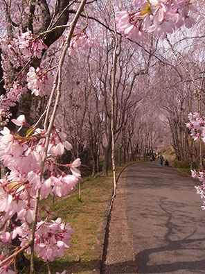 笑顔も満開にする桜並木