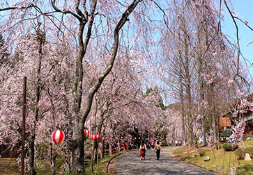 しだれ桜の並木道