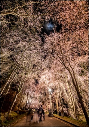 月夜のしだれ桜並木