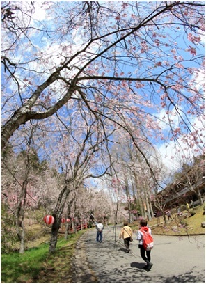 桜まつりに誘う八重枝垂れ