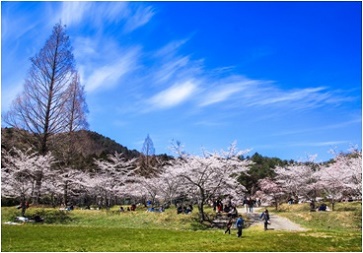 満開の桜の下で