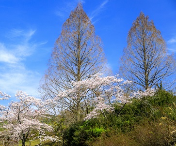 里に咲く桜