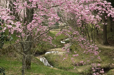 桜咲く