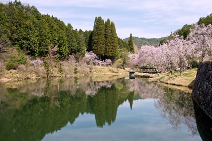 湖面の春