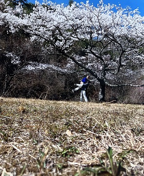 大きな桜の木の下で