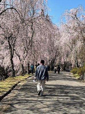 桜の大盤振舞