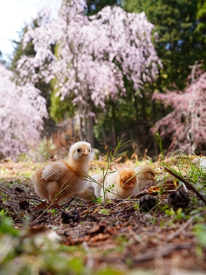 ひなの道草