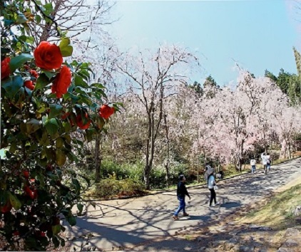 椿も迎える枝垂れ桜の並木道