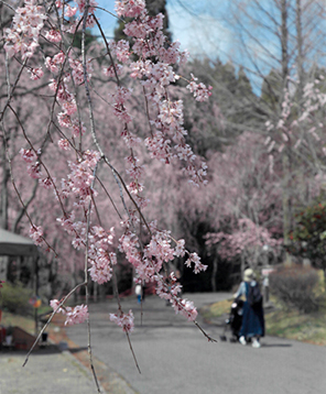 桜色で可愛い「しだれ桜」