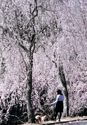 桜の中で散歩