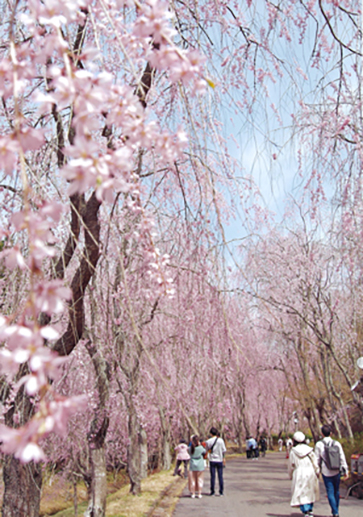 桜並木の誘われて