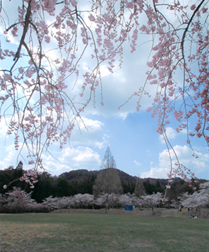 桜色が降りそそぐ丘